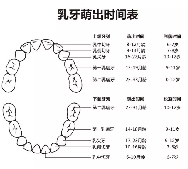 尚佳專(zhuān)業(yè)月嫂丨何時(shí)長(cháng)牙才算正常？